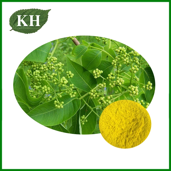 Cortex Phellodendri Extract